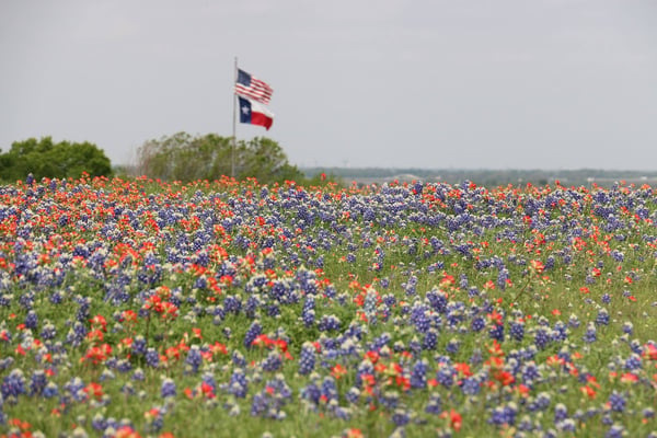 Jan21 Temple Bluebonnets in Temple, the Wildflower Capital of Texas (1)