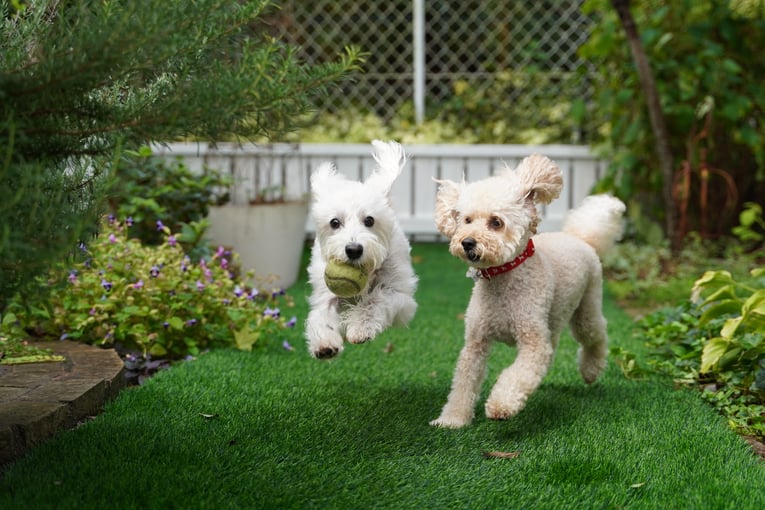 dogs playing in back yard homeownership john houston custom homes