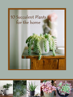 10 Succulent Plants for the Home