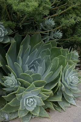 10 Succulent Plants for the Home