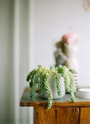 10 Succulent Plants for the Home