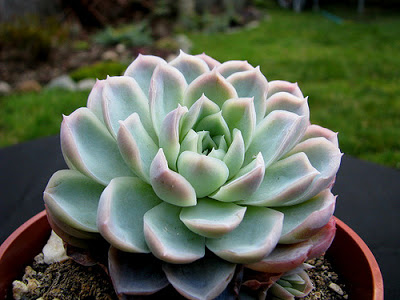 10 Succulent Plants for the Home