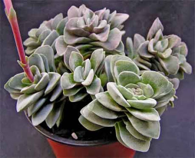 10 Succulent Plants for the Home