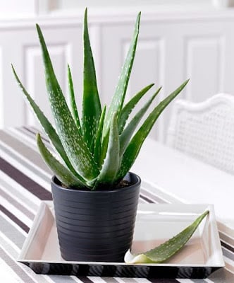 10 Succulent Plants for the Home