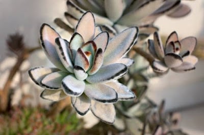 10 Succulent Plants for the Home