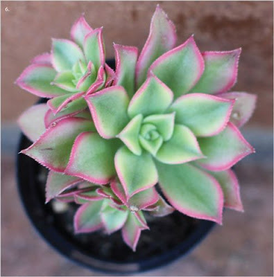 10 Succulent Plants for the Home